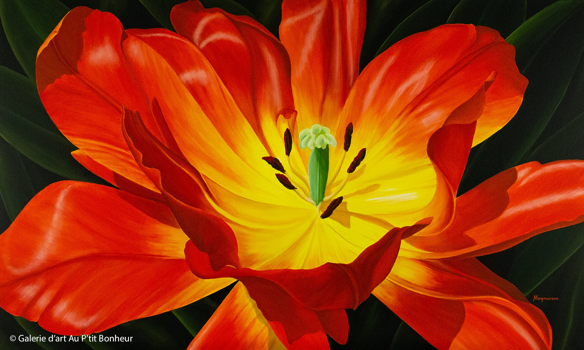 Dennis Magnusson | Red Hot Tulip