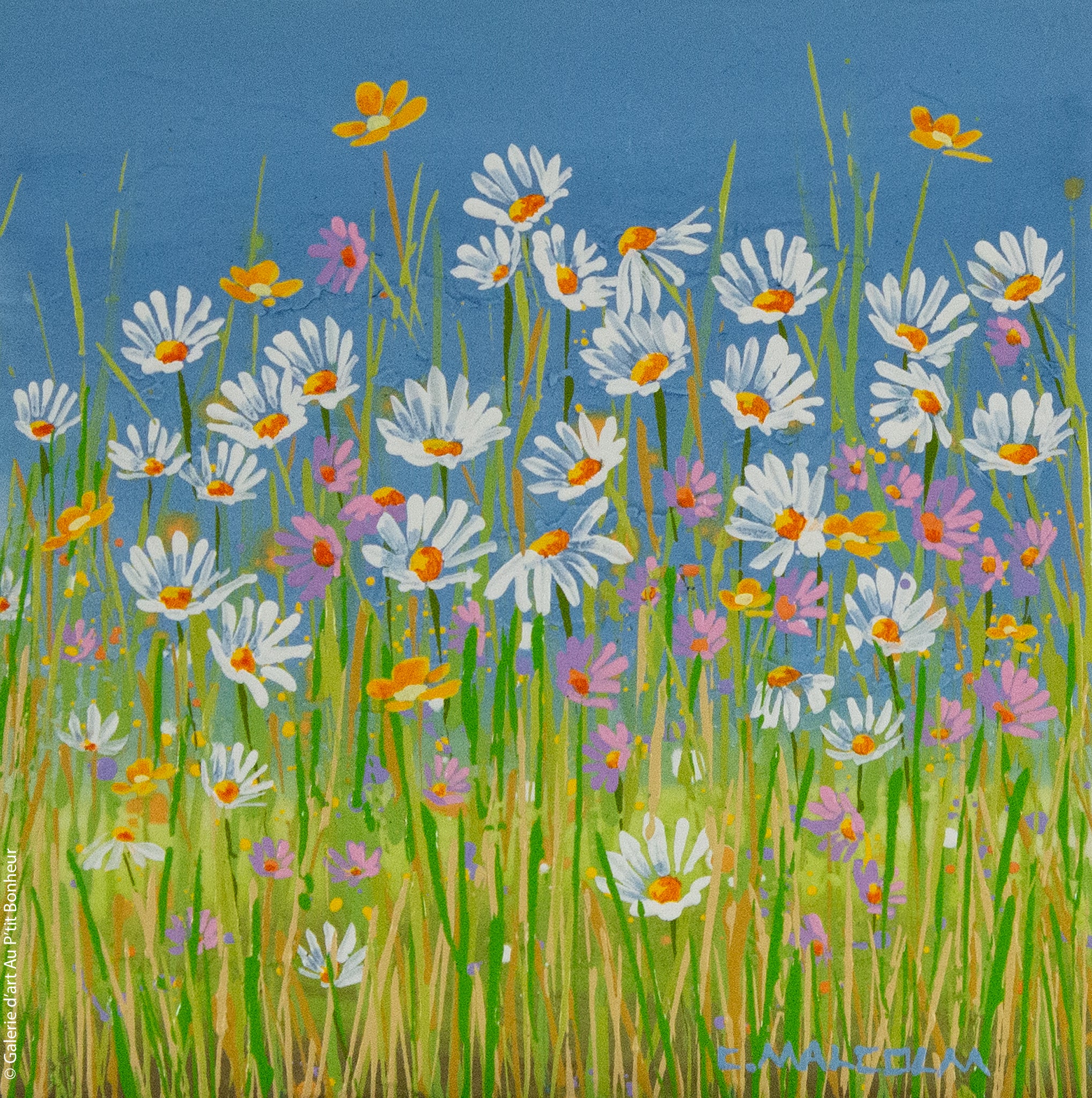 Carole Malcolm | Wildflowers 00423