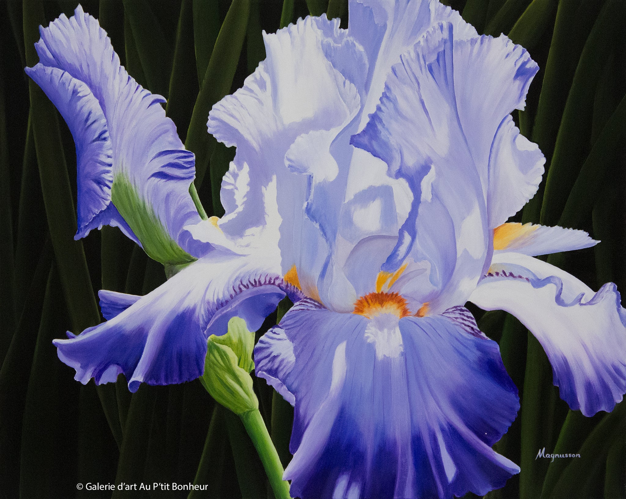 Dennis Magnusson | Purple Blue Iris