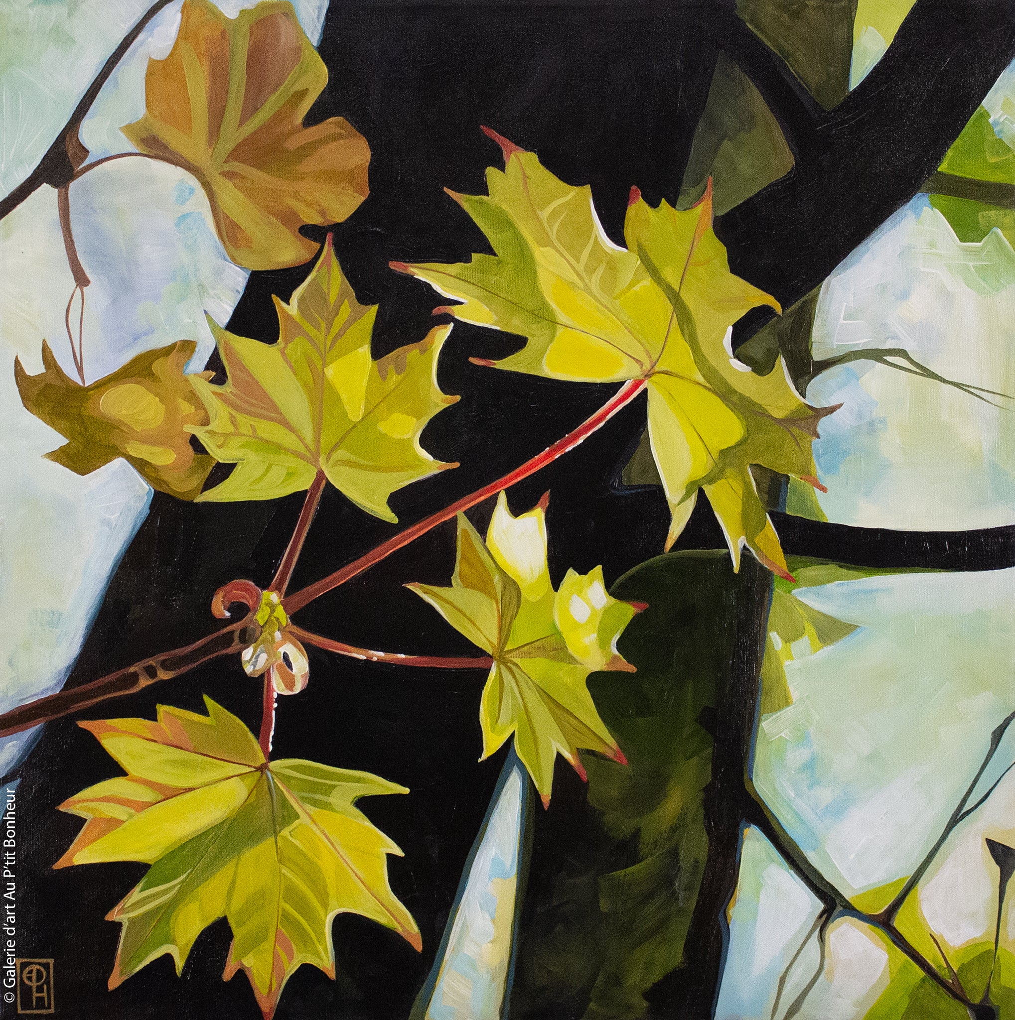 Erica Hawkes | Maple In Spring/